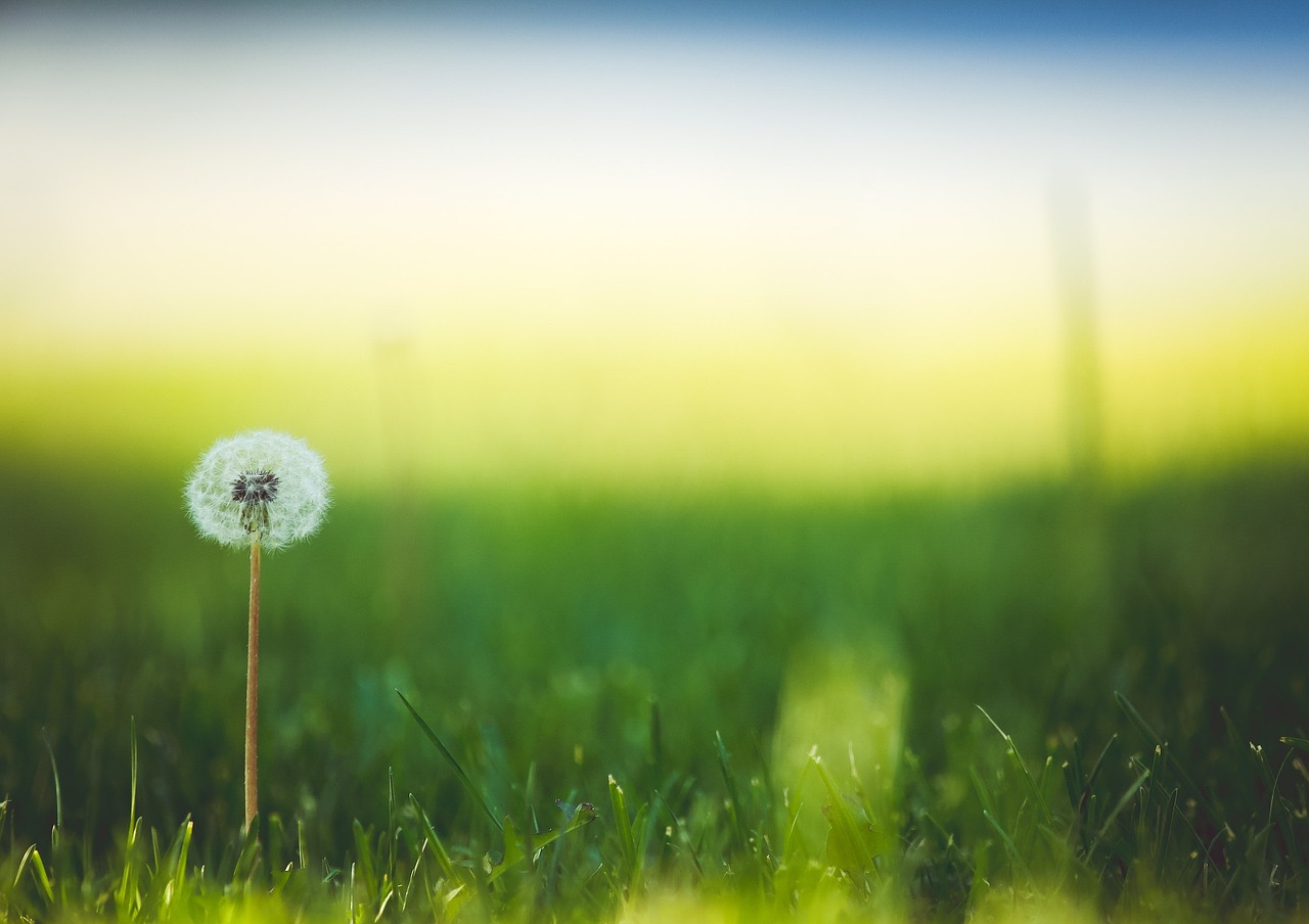 flower, beautiful flowers, dandelion-1851461.jpg